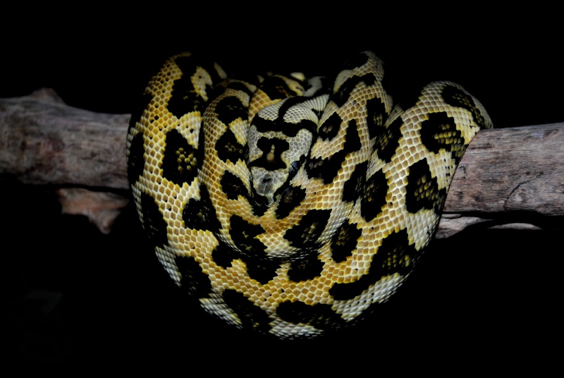 Python Morelia Spilota Macdowelli Jaguar (suite) Dsc_0030