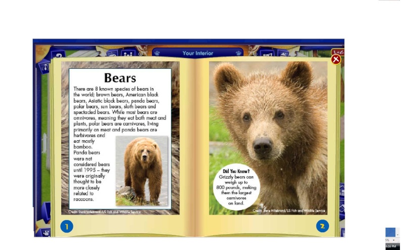 Paws Fur Nature Magazine! Bears10