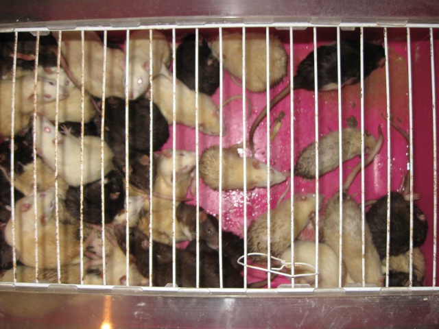 Sauvetage de 150 rats chez moi (fev 2010) Img_0211