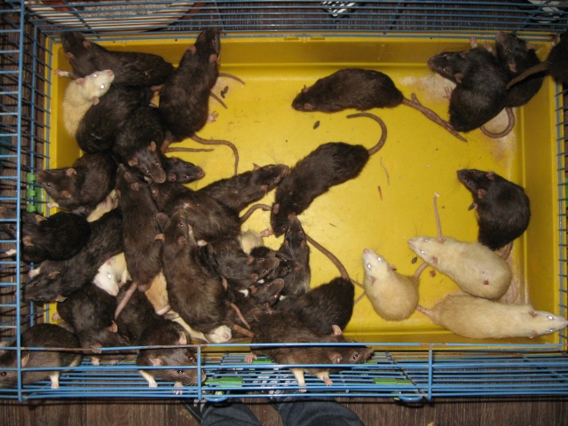 Sauvetage de 150 rats chez moi (fev 2010) Img_0212