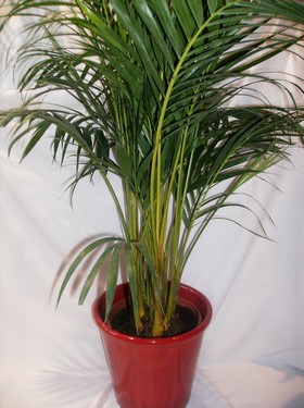 Liste Des Plantes Toxiques Pour Les Chats Chats Nimo Liste Des Plantes Toxiques Pour Les Chats Chats Nimo
