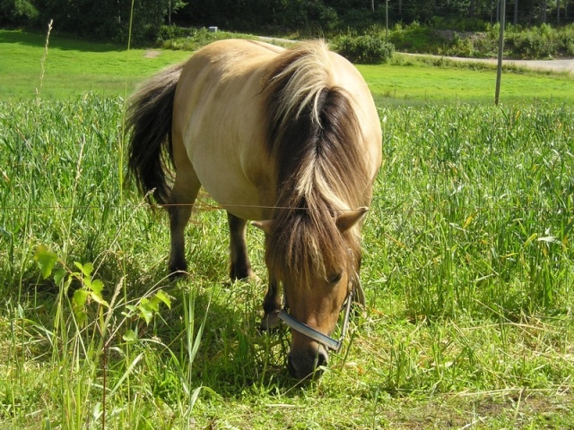 Kaapon päiväkirja Kaapo10