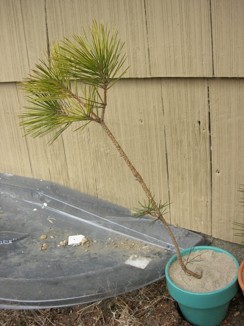 collected Japanese Black Pine Dscn2817