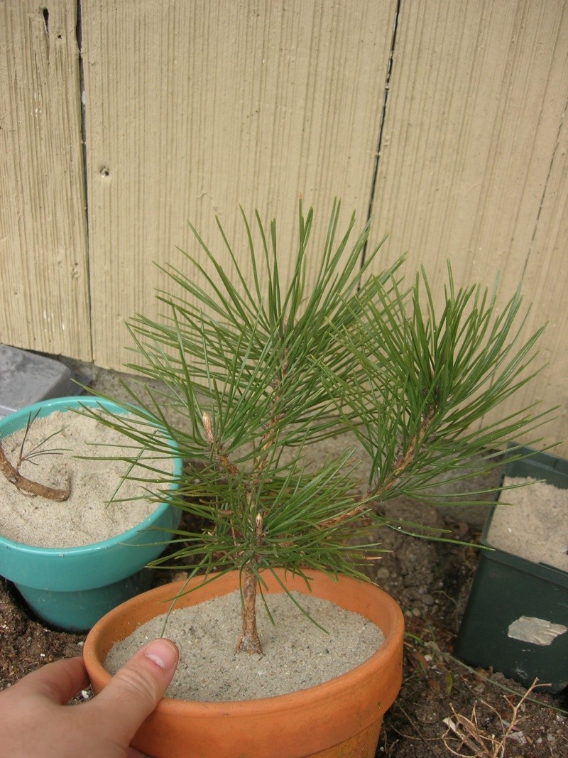 collected Japanese Black Pine Dscn2818