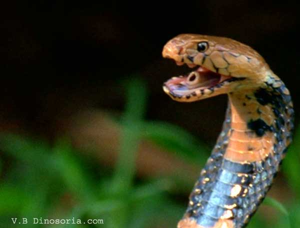 Évolution du serpent Cobra-10