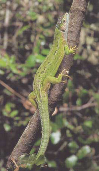 Le Lézard vert ou Limbert (Lacerta viridis) Lezard12