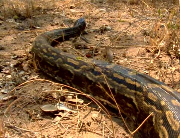 Évolution du serpent Python10