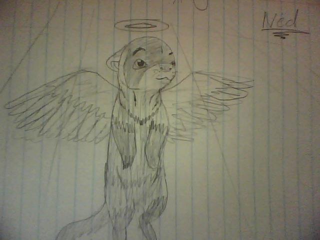 Sad Story of Ned the Ferret - Concrete Angel (From my ferret rp) Img01010