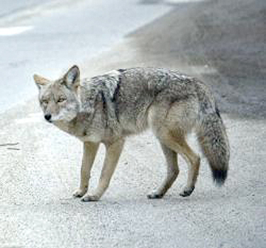 Gizmo the wolf's bio Gizmo_10