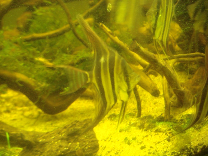 algues vertes en plaque: cyanobactérie 00410