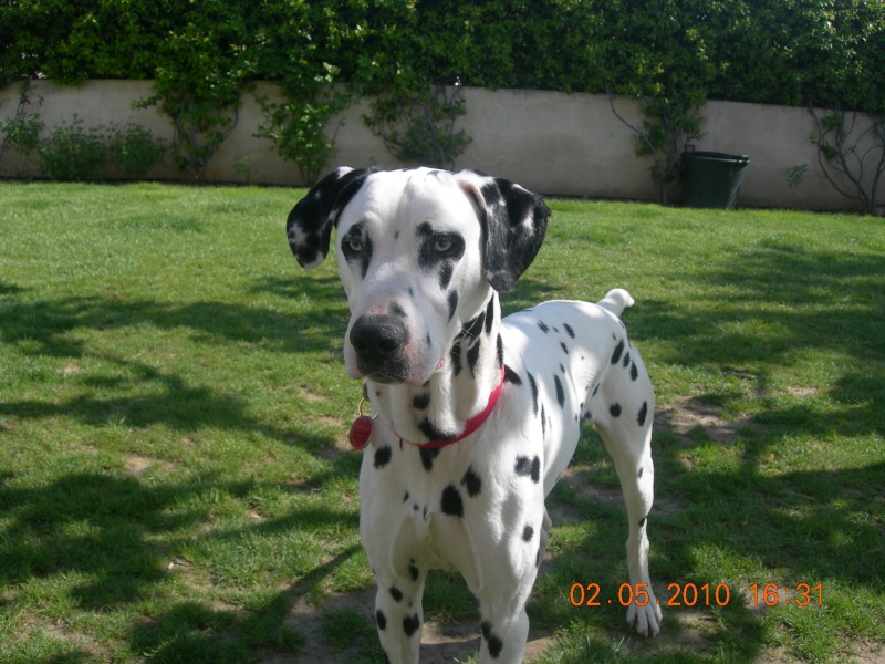 DAKAR, dalmatien sourd, 2 ans en FA dans le 13 Dscn7737