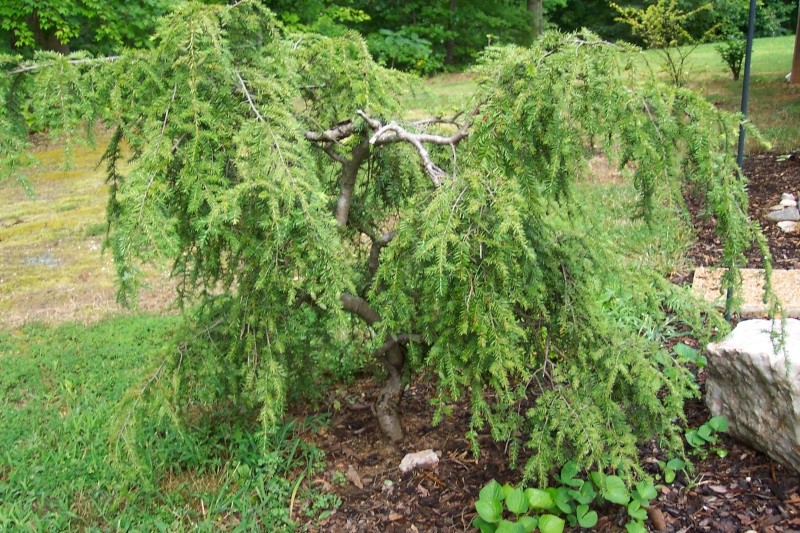 Weeping Hemlock first potting Figgy_10