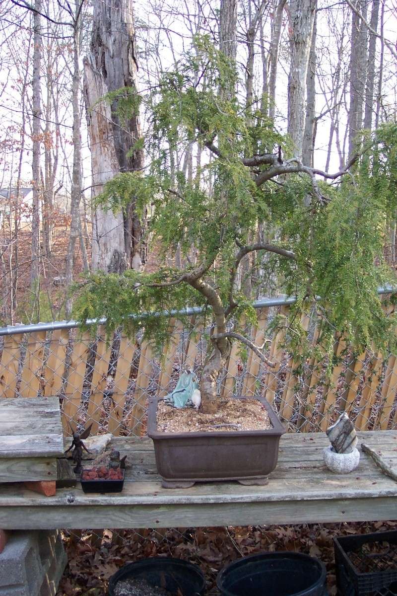 Weeping Hemlock first potting Hemloc10