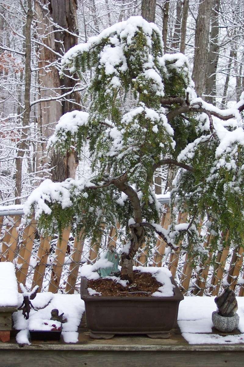 Weeping Hemlock first potting March_10