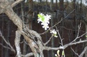 Please help me identify this "wild" Prunus 'something...' Spring12