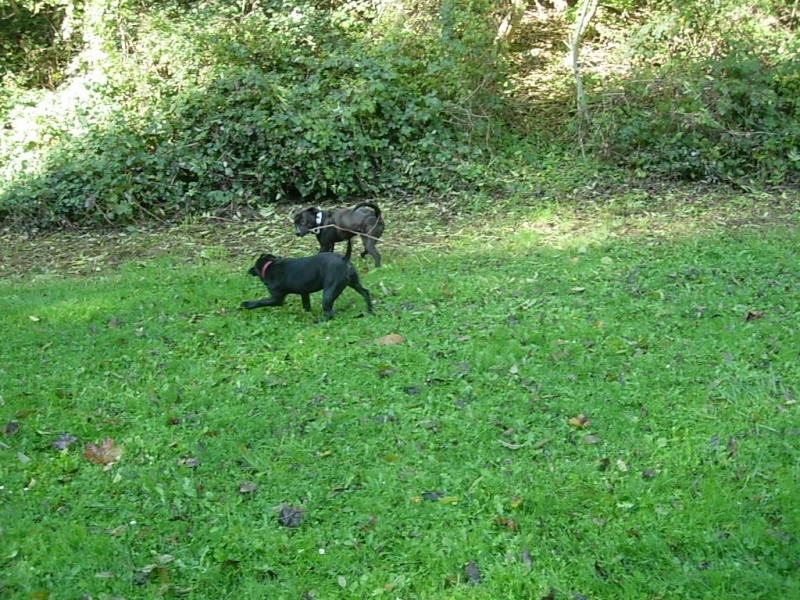 Ballade avec Falco (staffi 5 mois )  Dscn7723