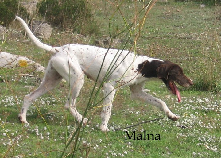 57 - MALNA - x drahthaar 6 ans - en FA 14905811