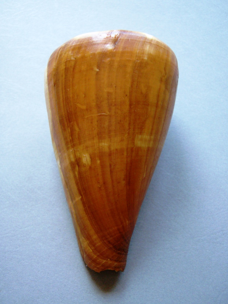 Conus (Rhizoconus) vexillum  Gmelin, 1791 1-1_1010