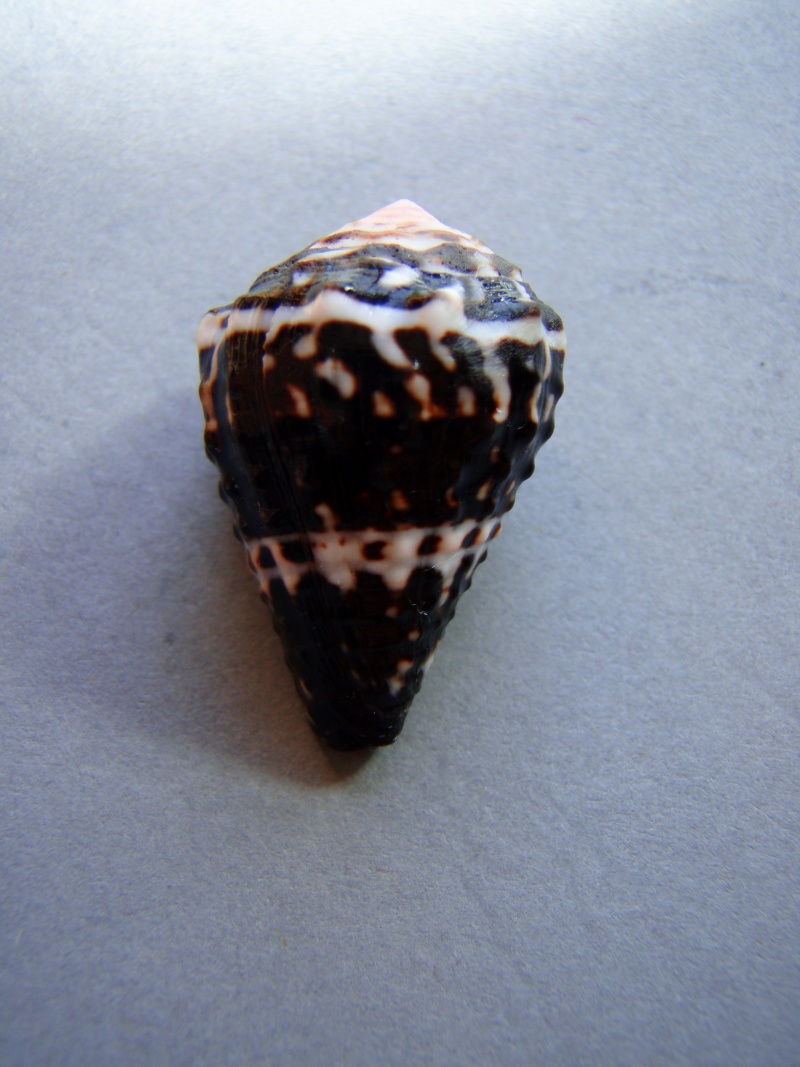 Conus (Virroconus) chaldaeus (Röding, 1798)  1-1_2210