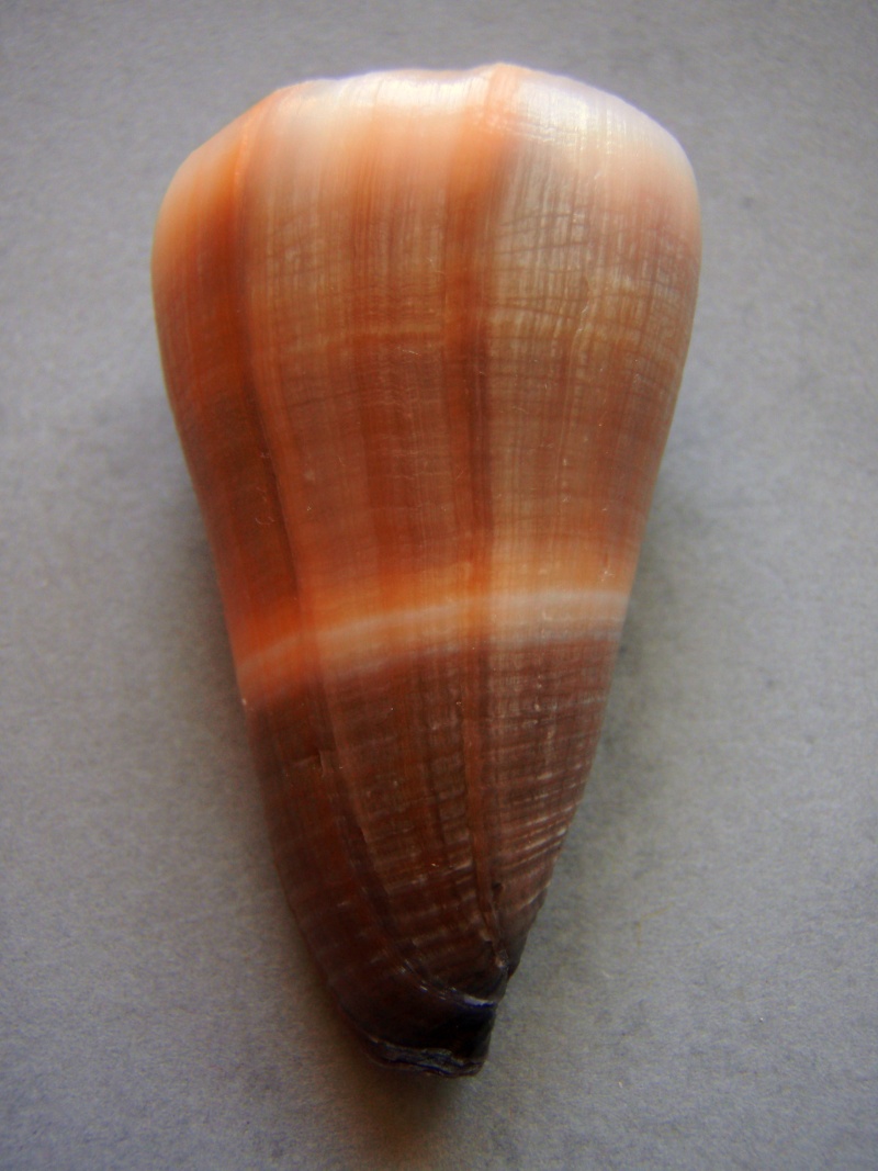 Virgiconus flavidus (Lamarck, 1810) 1-1_5510