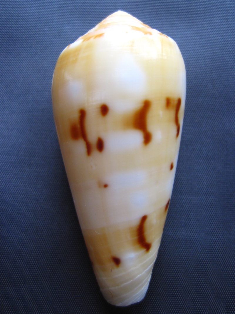 Conus (Pionoconus) magdalenae  Kiener, 1845 voir Conus (P.) floccatus 1-1_5710