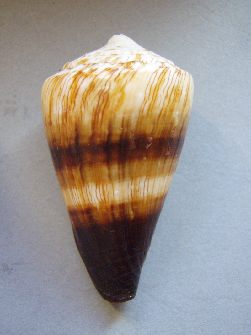 Conus (Rhizoconus) miles   Linnaeus, 1758 3-1_6010
