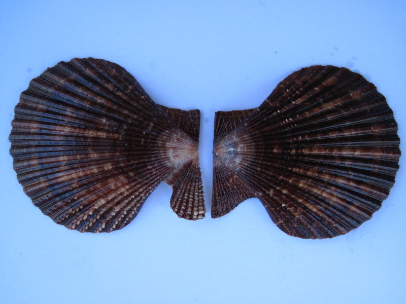 Mimachlamys gloriosa (Reeve, 1853)  4-210