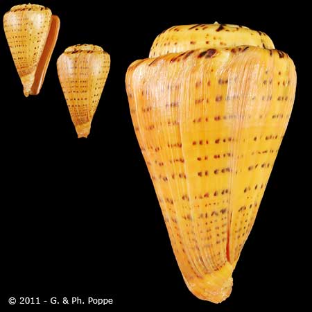 Conus (Dendroconus) suratensis  Hwass in Bruguière, 1792 62647010