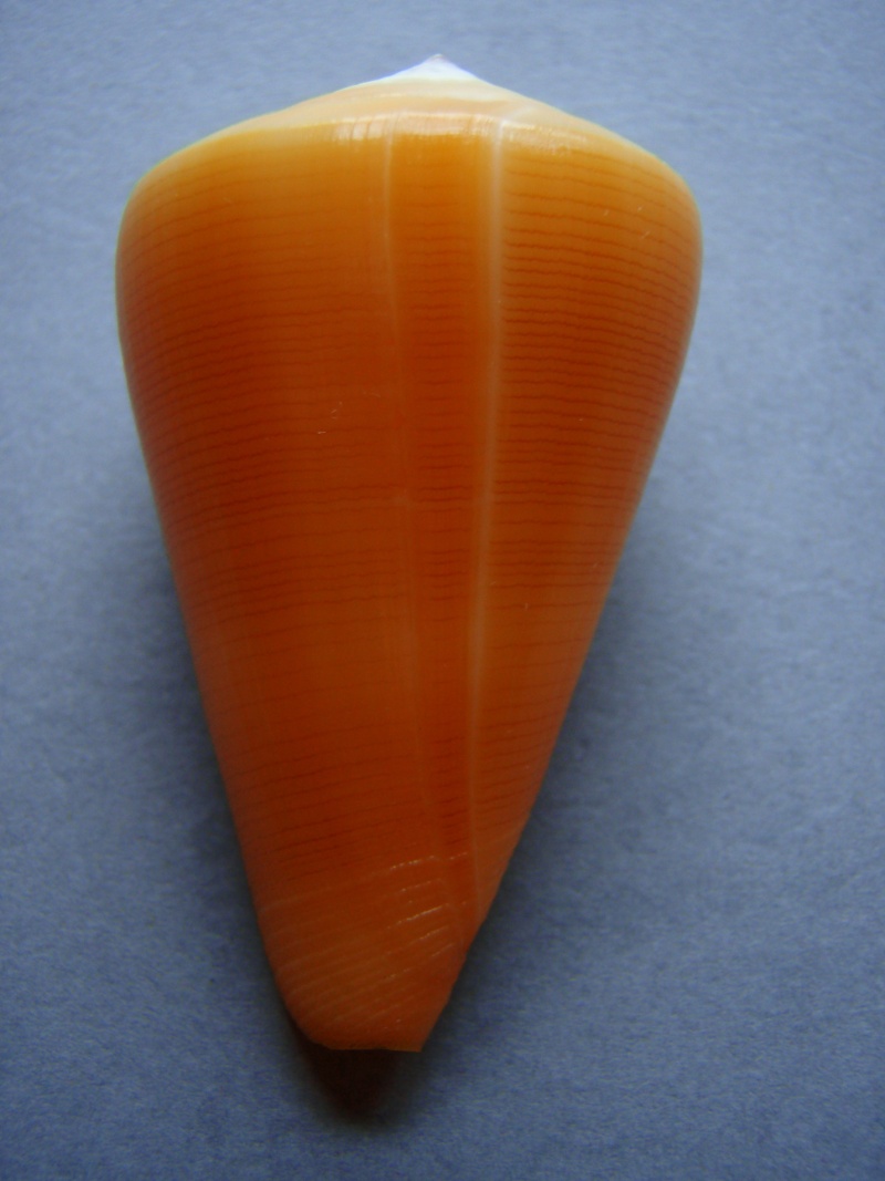 Conus (Lividoconus) quercinus  [Lightfoot], 1786 8-1_5910