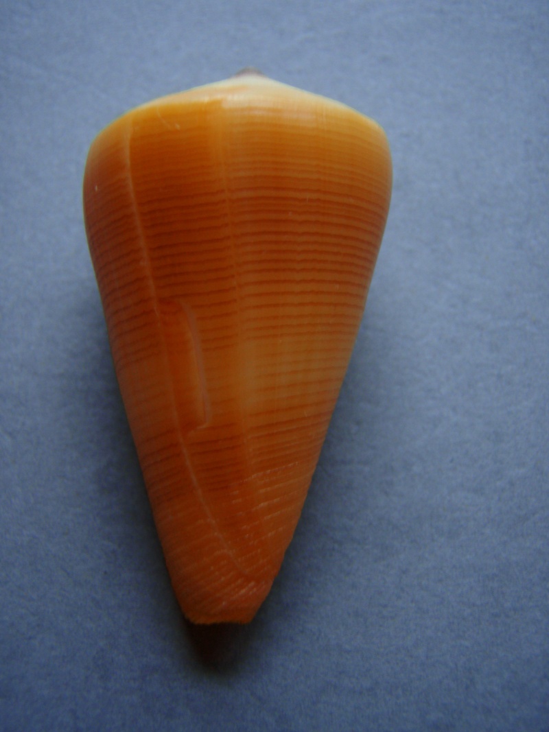 Conus (Lividoconus) quercinus  [Lightfoot], 1786 9-1_5010