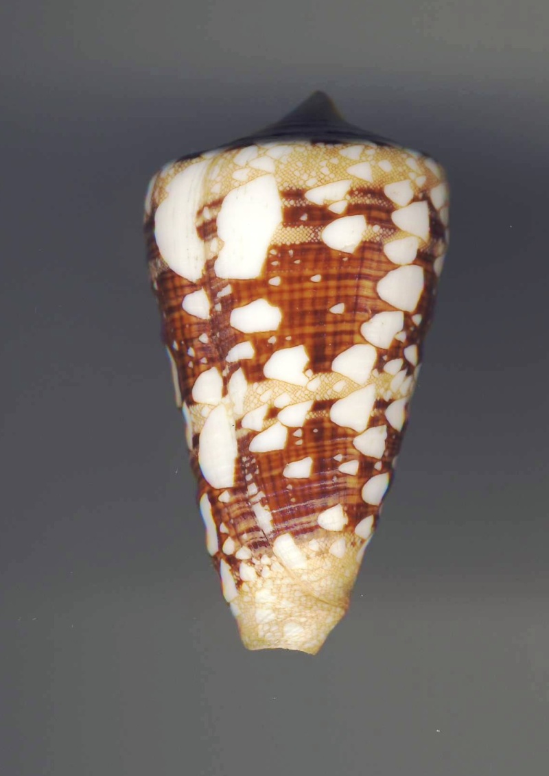 Conus (Cylinder) ammiralis  Linnaeus, 1758 Ammira13