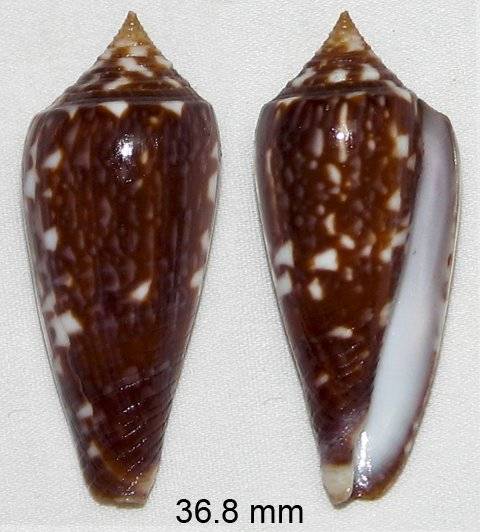 Conus (Phasmoconus) lienardi  Bernardi & Crosse, 1861 Cinere10