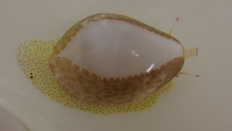 Procalpurnus lacteus - (Lamarck, 1810) - live Dsc03010