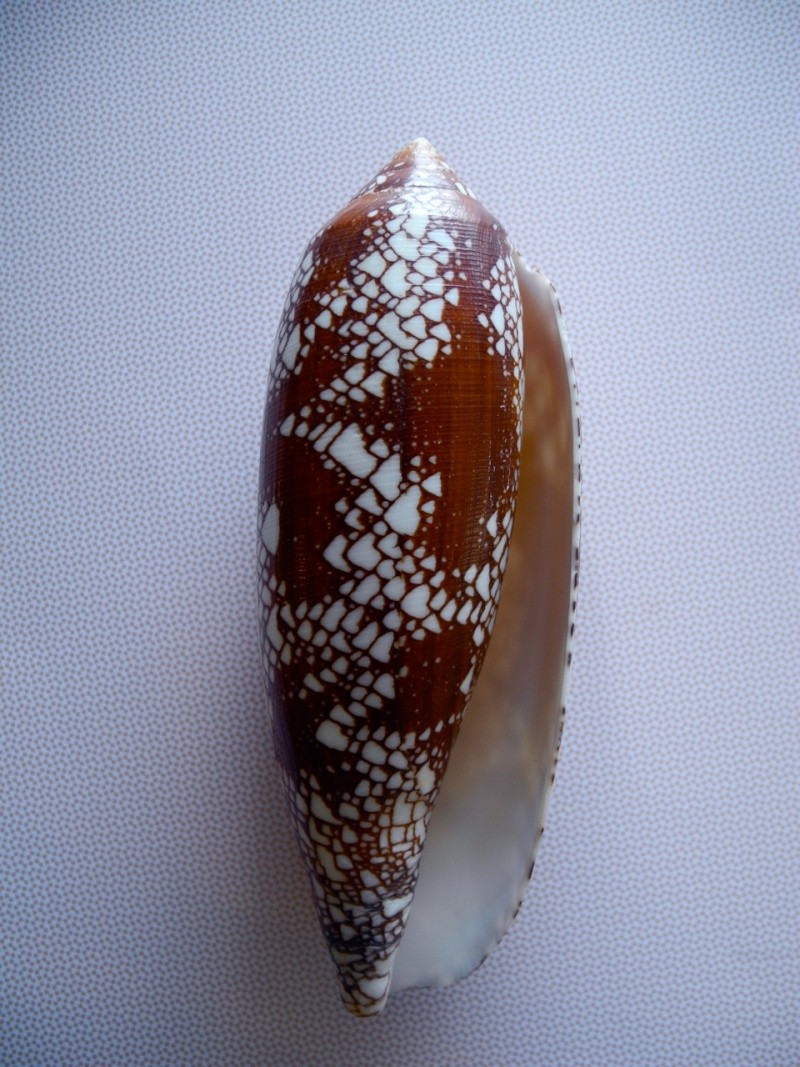 Conus (Darioconus) aulicus   Linnaeus, 1758 Dscn0211