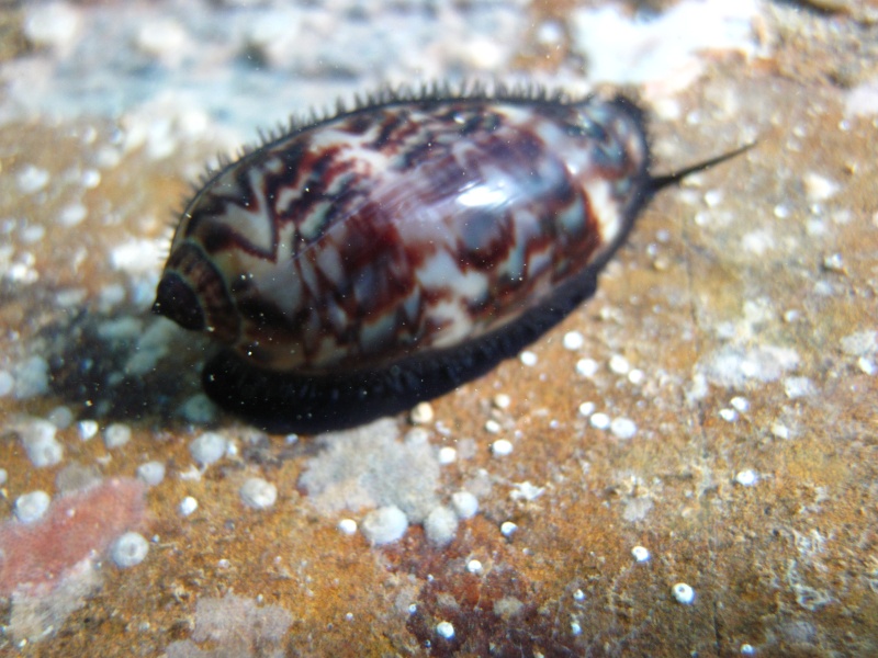 Mauritia eglantina - (Duclos, 1833) - Live Img_4213