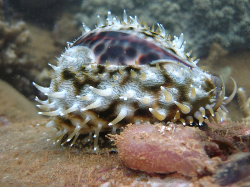 Cypraea tigris tigris Linnaeus, 1758 - Page 4 Img_4218