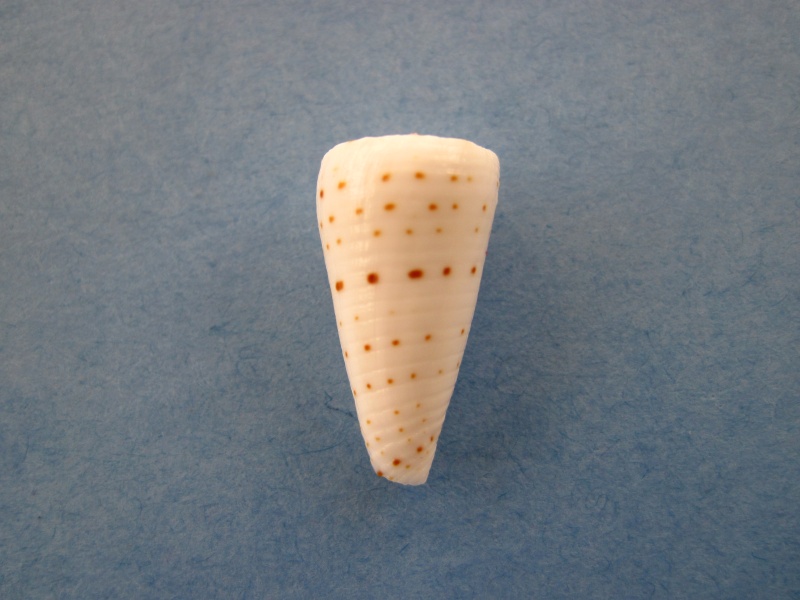 cone a identifier = conus leopardus juvenile Img_7741