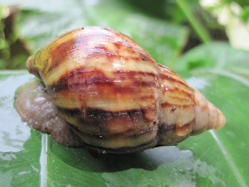 Escargots de Bali Img_8910