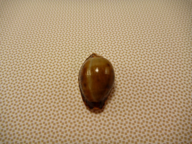 Hybride Erosaria labrolineata (Gaskoin, 1849) x ????? P1010412