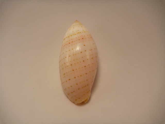 Pterygia nucea (Gmelin, 1791)  P1020413