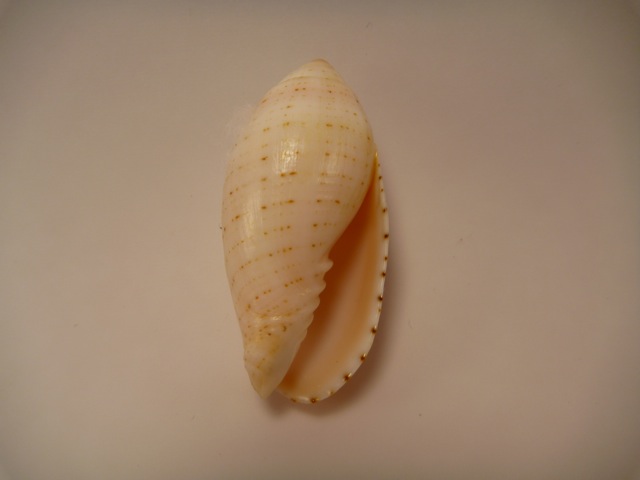 Pterygia nucea (Gmelin, 1791)  P1020414