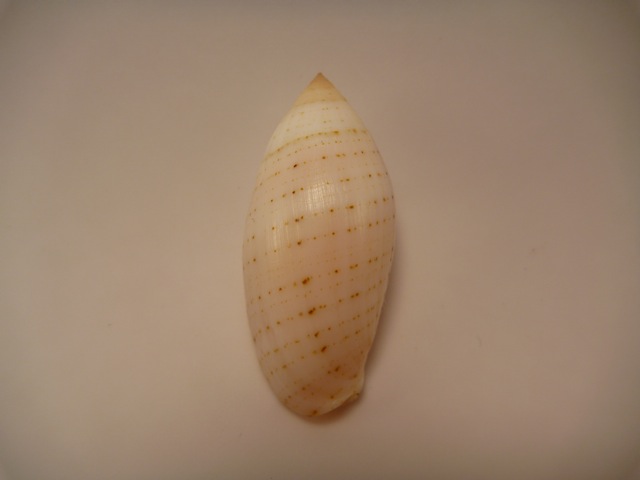 Pterygia nucea (Gmelin, 1791)  P1020415