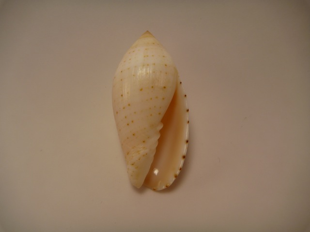 Pterygia nucea (Gmelin, 1791)  P1020416