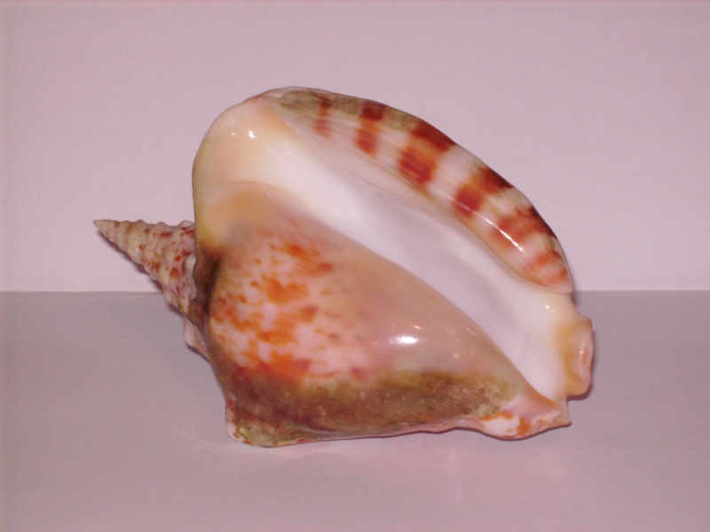 Strombidae Thersistrombus thersites - (Swainson, 1823) Thersi11