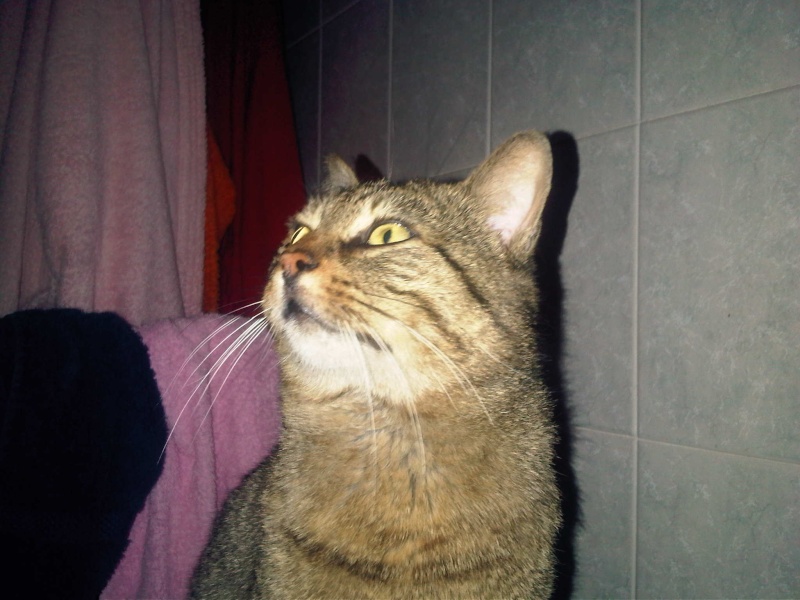 Torino trovato meraviglioso gatto tigrato che si è perso in zona Porta palazzo  Img00111