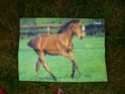 Posters de chevaux de toutes races  1210