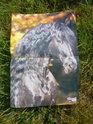 Posters de chevaux de toutes races  12310