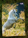 Posters de chevaux de toutes races  211