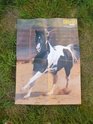 Posters de chevaux de toutes races  2410