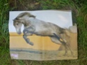 Posters de chevaux de toutes races  2610